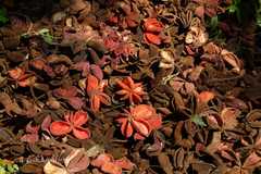 Sterculia villosa